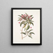 Chamdaphne foliis Tini - Mark Catesby — ingelijst kunstwerk aan de muur