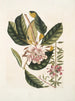 Rhododendron, chamdaphne sempervirens - Mark Catesby — weergave van het kunstwerk