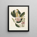Rhododendron, chamdaphne sempervirens - Mark Catesby — ingelijst kunstwerk aan de muur