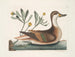 Chrysanthème en eend Ilathera - Mark Catesby — weergave van het kunstwerk