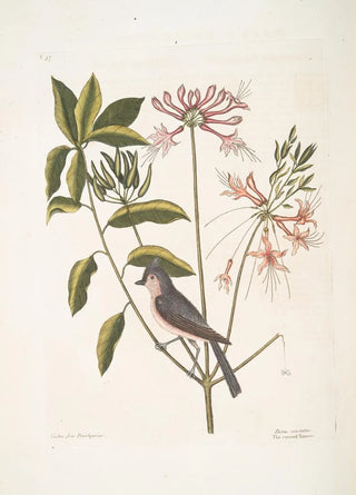 Mark Catesby - Cistus flore Periclymini The Upright Honysuckle Parus cristatus The crested Titmous.webp