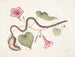 Convolvulus c. De virginia aardappel Anguis c. De parelslang - Mark Catesby — weergave van het kunstwerk