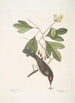 Cornus mas Odorata Sassafras Muscicapa Corona rubra Le tyran - Mark Catesby — weergave van het kunstwerk