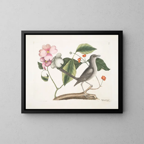 Cornus mascula en Virginiaanse krentenboom, de krentenboom en de merel - Mark Catesby — ingelijst kunstwerk aan de muur