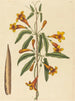 Bignonia capreolata - Mark Catesby — weergave van het kunstwerk