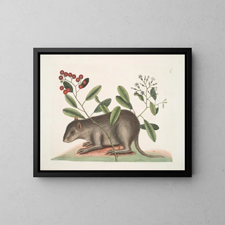 Mark Catesby - Cuniculus Bahamensis The Bahama Coney Pittoni.webp