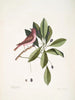 Fringilla purpurea De paarse rozelin Tupelo Arbor c L'arbre Tupelo - Mark Catesby — weergave van het kunstwerk