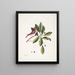 Fringilla purpurea De paarse rozelin Tupelo Arbor c L'arbre Tupelo - Mark Catesby — ingelijst kunstwerk aan de muur