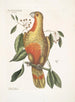 Het laurierstruik met hangende bladeren en getwijmelde vruchten met glanzende zwarte zaden Psitticus Paradisis van de Rode Bossen De Paradijsvogel - Mark Catesby — weergave van het kunstwerk