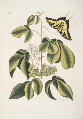 Mark Catesby - Frutex Viginianus Papilio caudatus maximus.webp