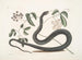 Frutex c Anguis c Le Serpent Noir - Mark Catesby — weergave van het kunstwerk