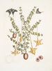 Bush c Papilio caudatus Carolinianus - Mark Catesby — weergave van het kunstwerk