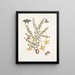 Bush c Papilio caudatus Carolinianus - Mark Catesby — ingelijst kunstwerk aan de muur