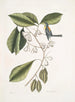 Frutex, parus fringillaris, le fringillon - Mark Catesby — weergave van het kunstwerk