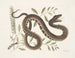 Frutex en Vipera Aquatica - Mark Catesby — weergave van het kunstwerk