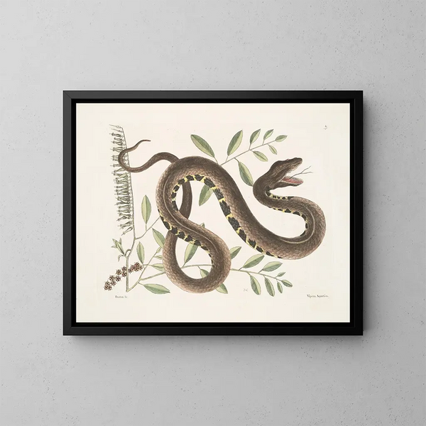 Frutex en Vipera Aquatica - Mark Catesby — ingelijst kunstwerk aan de muur