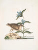 Gllinula Americana Le Soree Gentiana c - Mark Catesby — weergave van het kunstwerk
