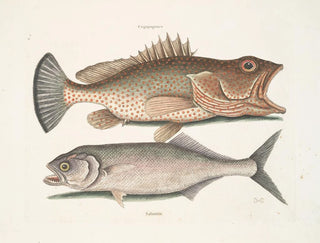 Mark Catesby - Gugupuguacu The Hind Saliatrix Skipjack.webp