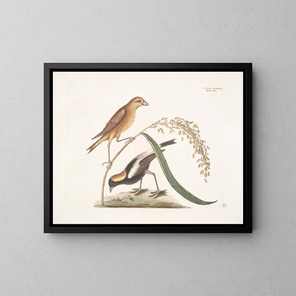 van het rijstmeesje - Mark Catesby — ingelijst kunstwerk aan de muur