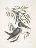 Ispida c De ijsvogel Myrtus c De smalbladige mirte - Mark Catesby — weergave van het kunstwerk