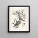 Ispida c De ijsvogel Myrtus c De smalbladige mirte - Mark Catesby — ingelijst kunstwerk aan de muur