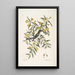 Jasminum luteum Le jasmin jaune Muscicapa nigrescens Le gobe-mouche à tête noire - Mark Catesby — ingelijst kunstwerk aan de muur