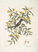 Jasminum luteum Le jasmin jaune Muscicapa nigrescens Le gobe-mouche à tête noire - Mark Catesby — weergave van het kunstwerk