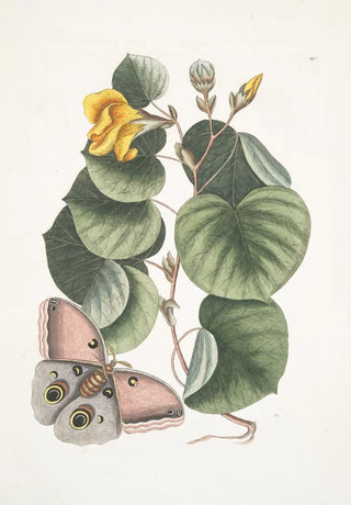 Mark Catesby - Ketmia The ManoTree Phalna fusca c.webp