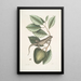 L: Lacertus Indicus L'iguane Anona - Mark Catesby — ingelijst kunstwerk aan de muur