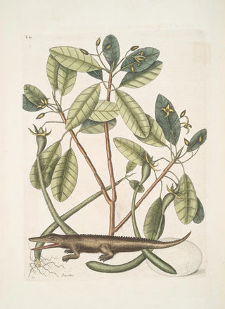 Mark Catesby - Lacertus The Alligator.webp