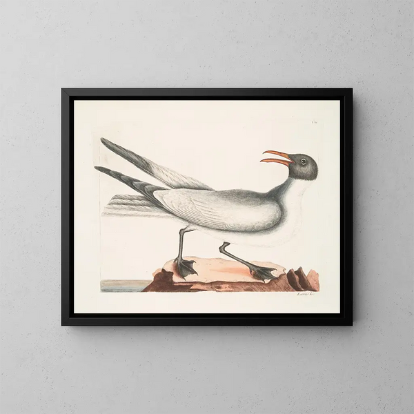 De lachende meeuw - Mark Catesby — ingelijst kunstwerk aan de muur
