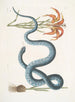 Lilium c Le Lys Rouge Anguis c Le Serpent Wampum - Mark Catesby — weergave van het kunstwerk