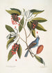 Magnolia Lauri folio Subtus albicante Le laurier doux à fleurs Coccothraustes coeruleus Le gros-bec bleu - Mark Catesby — weergave van het kunstwerk