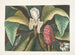 Magnolia, de parapluiboom - Mark Catesby — weergave van het kunstwerk