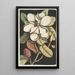 Magnolia altissima Le laurier de Caroline - Mark Catesby — weergave van het kunstwerk
