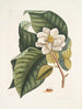 Magnolia zou wit zijn c Ant villosa rood De Vierbanden van Velours - Mark Catesby — weergave van het kunstwerk