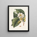 Magnolia zou wit zijn c Ant villosa rood De Vierbanden van Velours - Mark Catesby — ingelijst kunstwerk aan de muur
