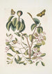 Mancanilla Pyri facie Le mancenillier Viscum foliis latioribus Papilio medius c - Mark Catesby — weergave van het kunstwerk