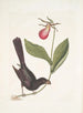 Monedula Tota nigra Le Carouge à bec rasoir de la Jamaïque Calceolus c - Mark Catesby — weergave van het kunstwerk