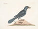 De paarse raaf - Mark Catesby — weergave van het kunstwerk