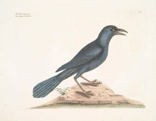 Mark Catesby - Monedula purpurea The purple Jackdaw.webp
