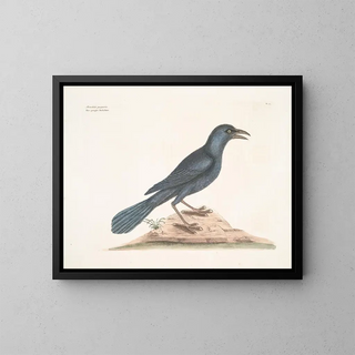 Mark Catesby - Monedula purpurea The purple Jackdaw.webp
