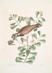 Morinellus marinus Le tournepierre of zeeplevier Frutex c - Mark Catesby — weergave van het kunstwerk