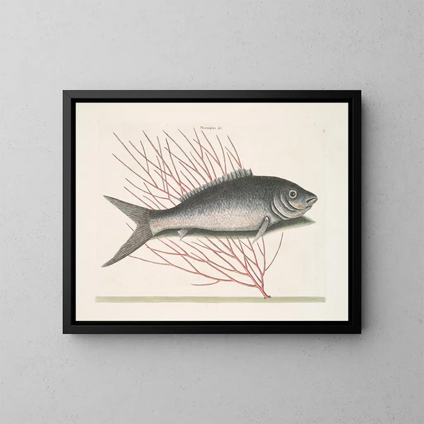 Mormijrus en de beenschubvis - Mark Catesby — ingelijst kunstwerk aan de muur