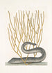 Murna maculata nigra De zwarte murene Lithophyton c - Mark Catesby — weergave van het kunstwerk