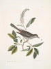 Muscicapa vertice nigro L'oiseau-chat Alni folia Americana serrata - Mark Catesby — weergave van het kunstwerk