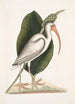 Numenius albus Le courlis blanc - Mark Catesby — weergave van het kunstwerk