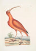 Numenius ruber Le courlis rouge - Mark Catesby — weergave van het kunstwerk