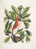 Nux juglans Virginiana alba c De caryer De walnoot Coccothraustes ruber De rode vogel - Mark Catesby — weergave van het kunstwerk