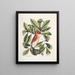 Nux juglans Virginiana alba c De caryer De walnoot Coccothraustes ruber De rode vogel - Mark Catesby — ingelijst kunstwerk aan de muur
